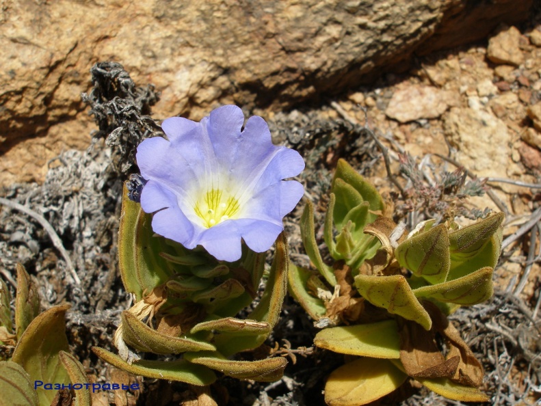 P1018185