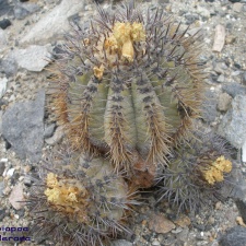 P1018235