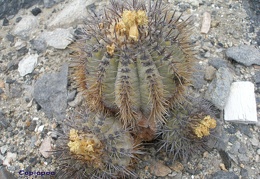P1018235