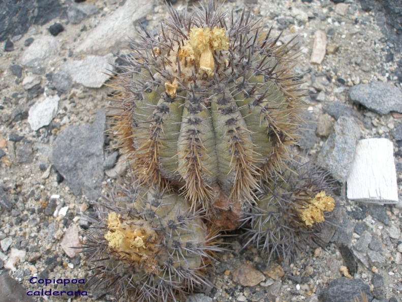 P1018235