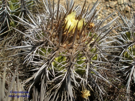 P1018247