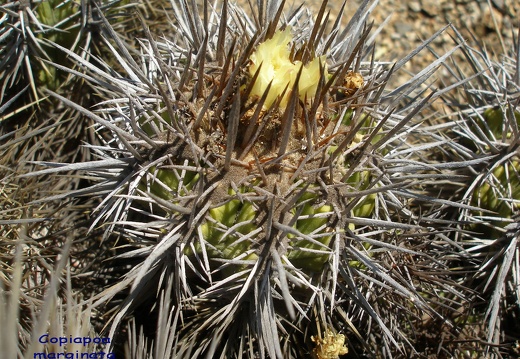 P1018247