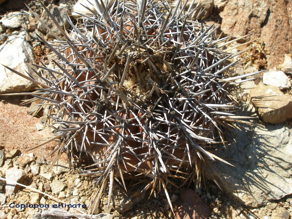 P1018285