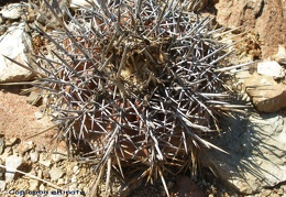 P1018285