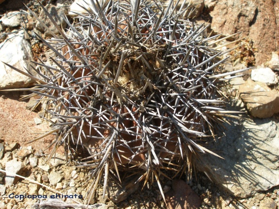 P1018285