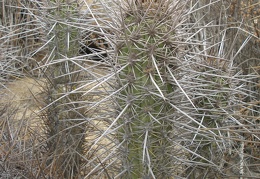 P1018298