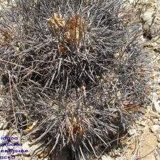 P1018318