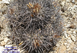 P1018318