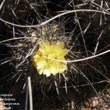 P1018321