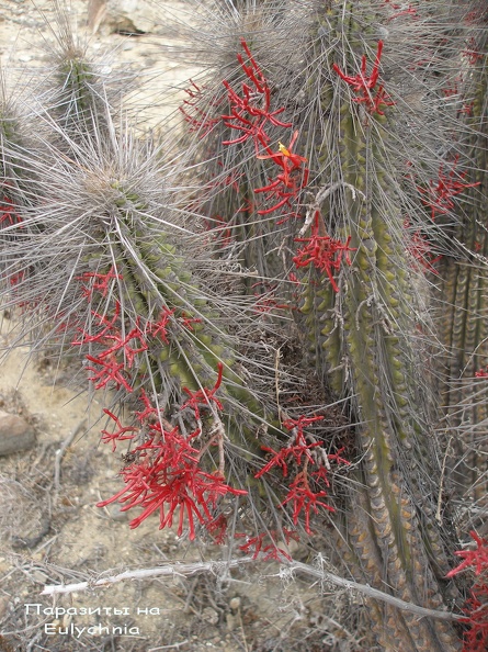 P1018335.jpg