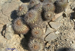 P1018343