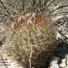 P1018367