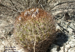 P1018367