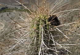 P1018368