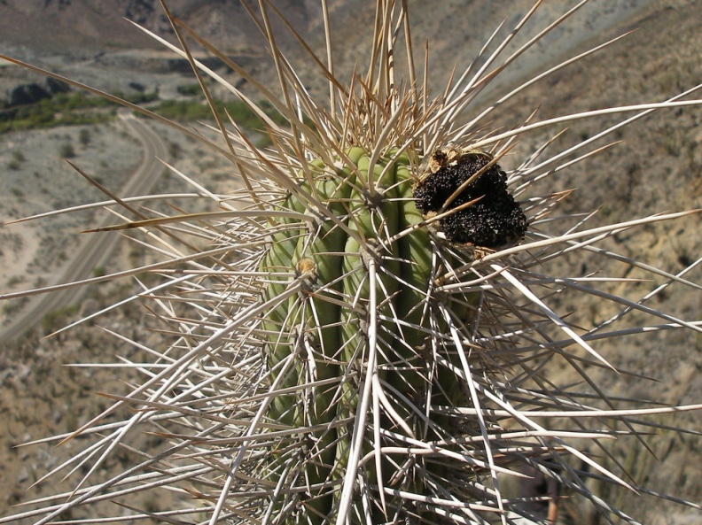 P1018368