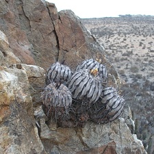Чили, Аргентина