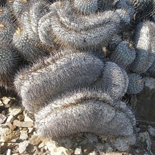 Чили, Аргентина