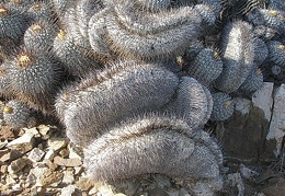 Чили, Аргентина