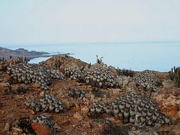 Чили, Аргентина