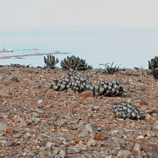 Чили, Аргентина