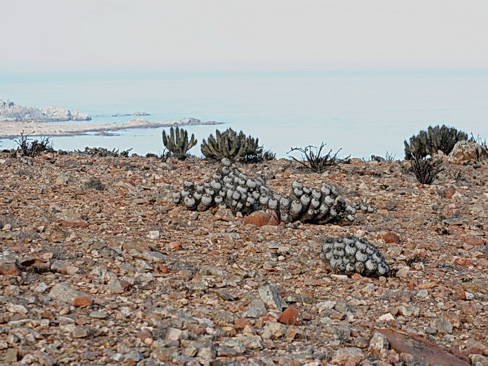 Чили, Аргентина