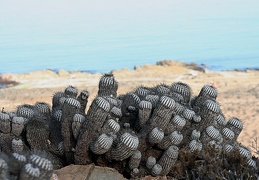 Чили, Аргентина
