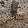 Чили, Аргентина