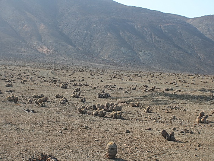Чили, Аргентина