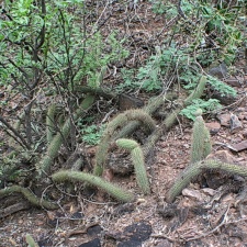 Чили, Аргентина