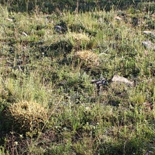 Чили, Аргентина