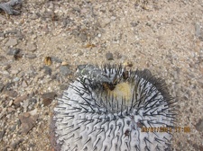 Поездка  Игоря Лавровского в Чили  (январь 2013)