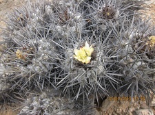 Поездка  Игоря Лавровского в Чили  (январь 2013)