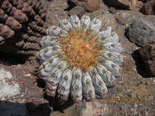 Поездка  Игоря Лавровского в Чили  (январь 2013)