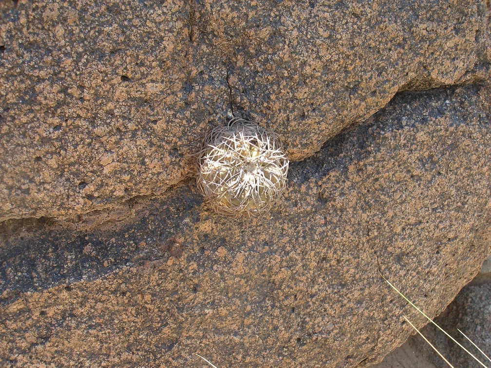 Gymnocalycium  spegazzinii VG-1217