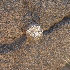 Gymnocalycium  spegazzinii VG-1217