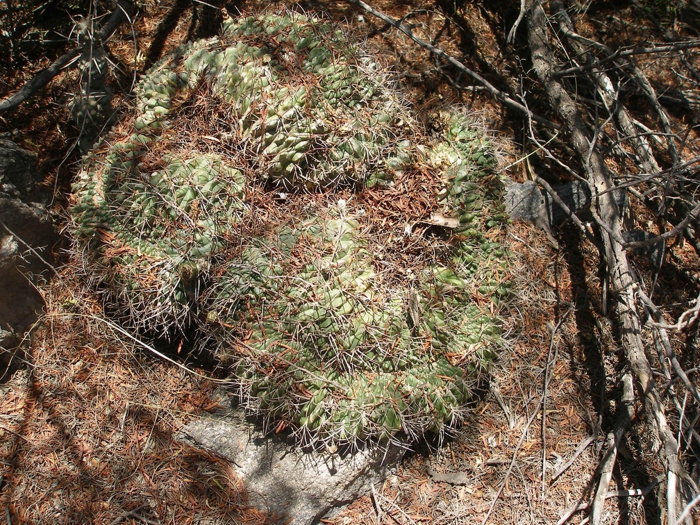 Gymnocalycium sp fa cristata