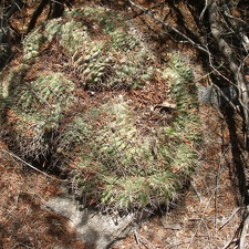 Gymnocalycium sp fa cristata