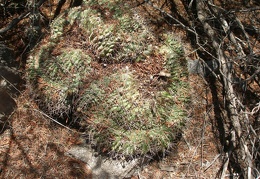 Gymnocalycium sp fa cristata