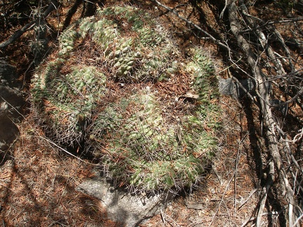 Gymnocalycium sp fa cristata