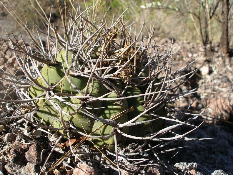 P1015888