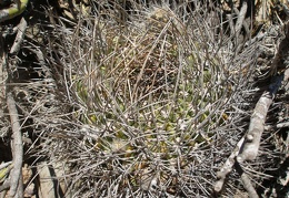 P1015900