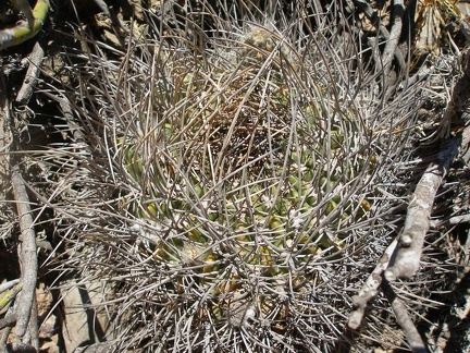 P1015900