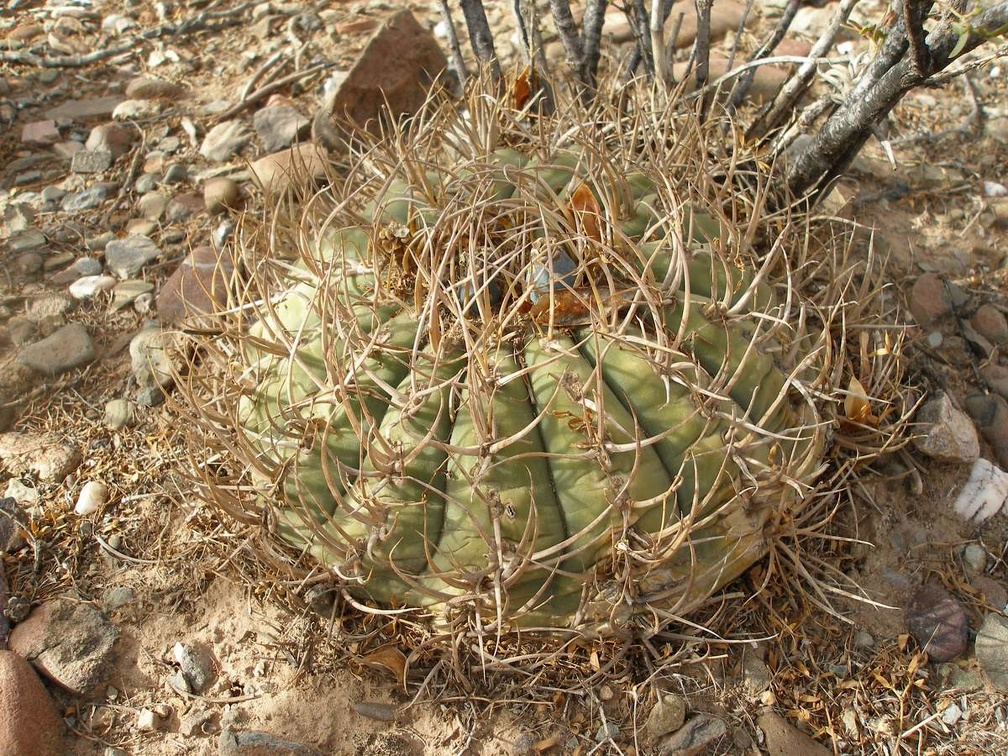 P1015978
