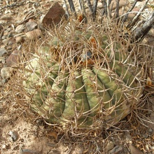 P1015978