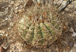P1015978