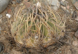 P1015980