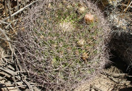 P1016085