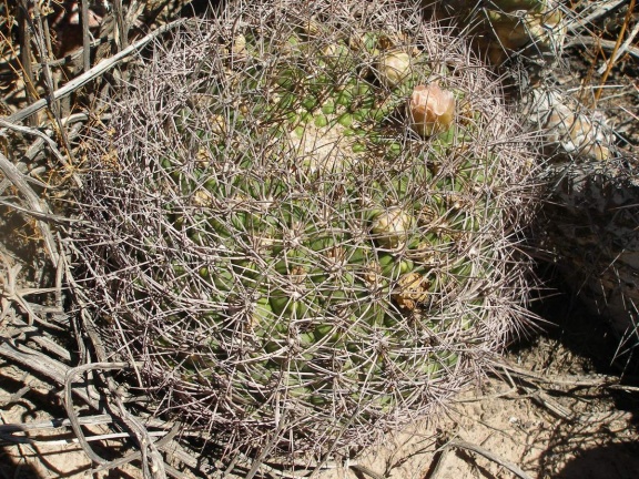 P1016085