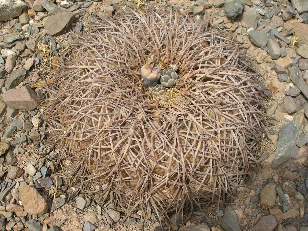 P1016121