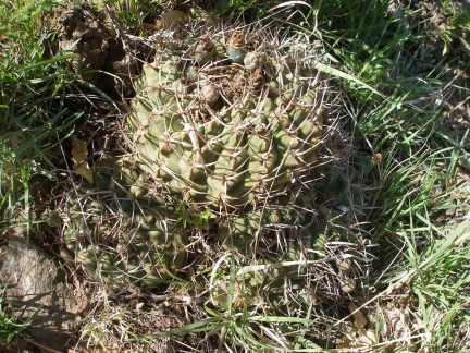 P1016242